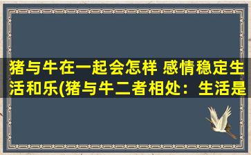 猪与牛在一起会怎样 感情稳定生活和乐(猪与牛二者相处：生活是否和谐？)